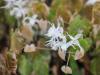 Epimedium sempervir...